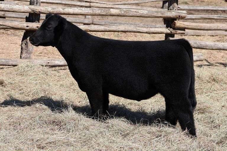 MIDCONTINENT TAG 45 STEER