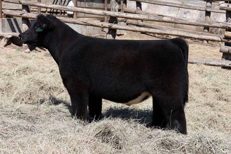 MIDCONTINENT TAG 24 STEER