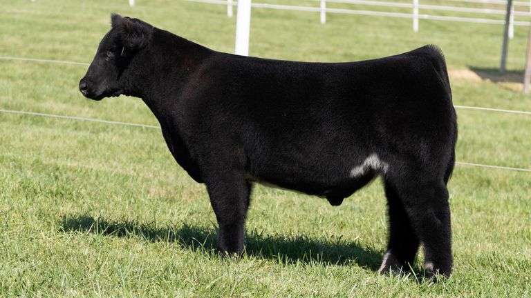GORETSKA TAG 25 STEER