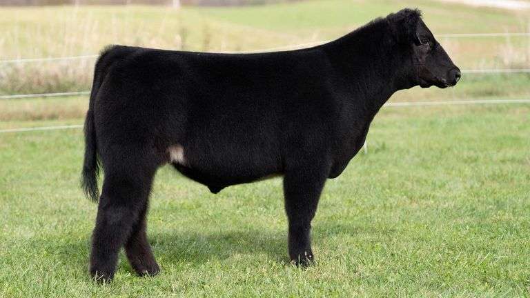 3R TAG 525 STEER