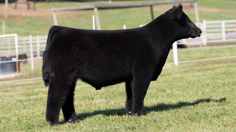 GORETSKA TAG 58 STEER