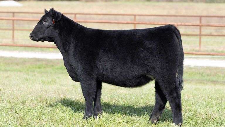 KITCHELL TAG 14 HEIFER