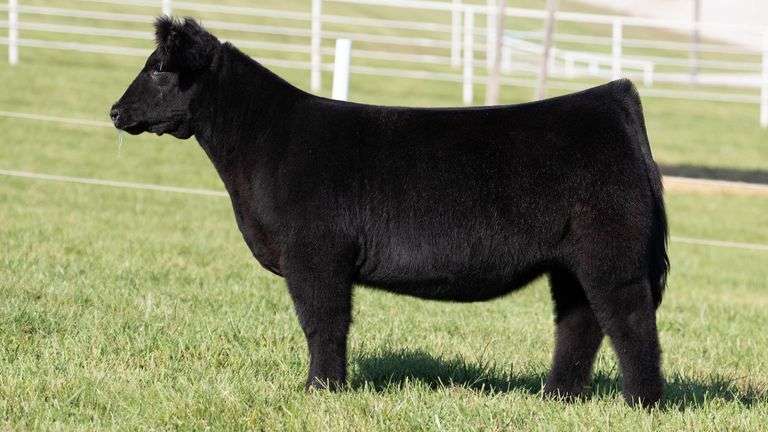 GORETSKA TAG 70 HEIFER