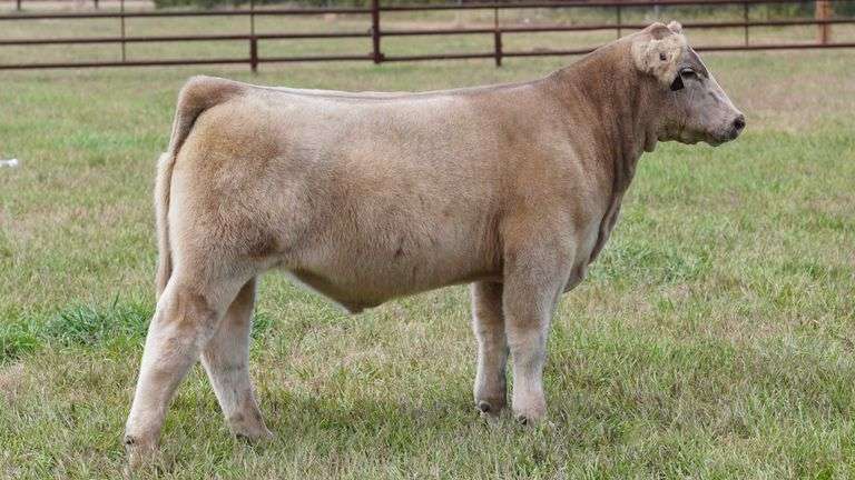 CORNELIUS TAG 20 STEER