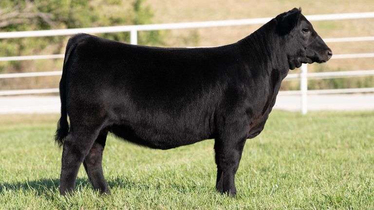 NORRIS GORETSKA TAG 502 ANGUS HEIFER