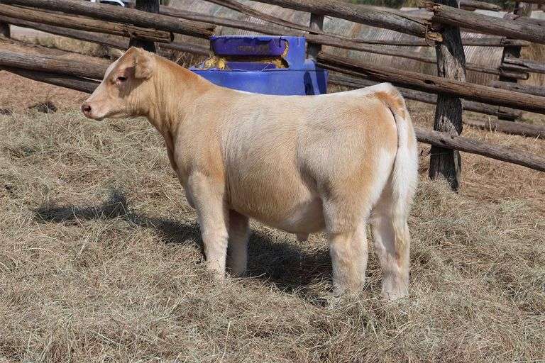 MIDCONTINENT TAG 21 STEER