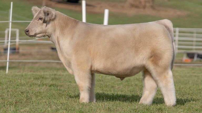 GORETSKA TAG 24 STEER