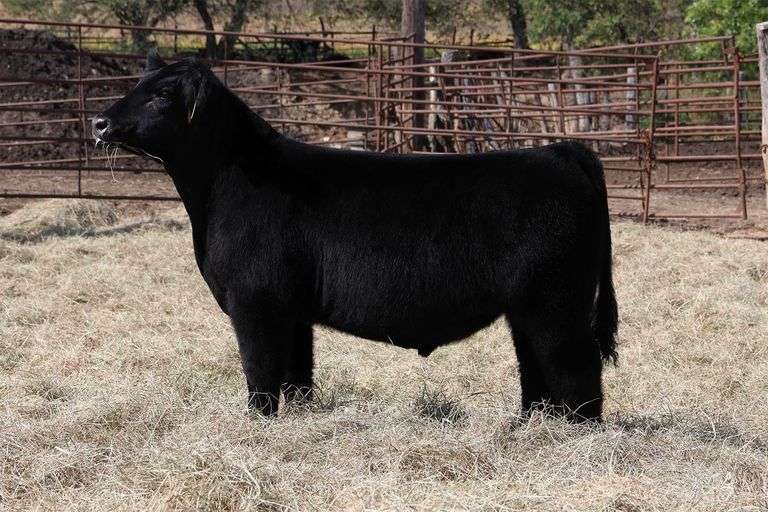 MIDCONTINENT TAG 33 STEER