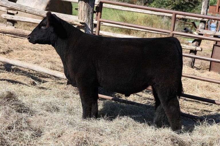 MIDCONTINENT TAG 31 STEER