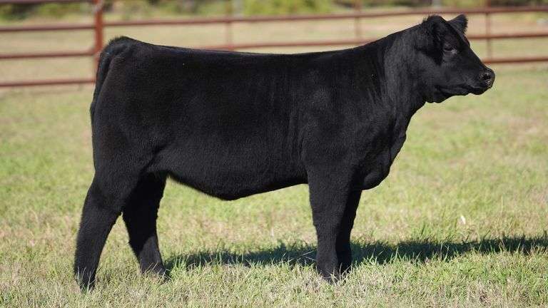 CORNELIUS TAG 17 HEIFER