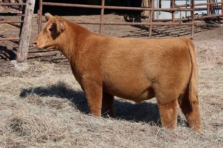 MIDCONTINENT TAG 6 STEER