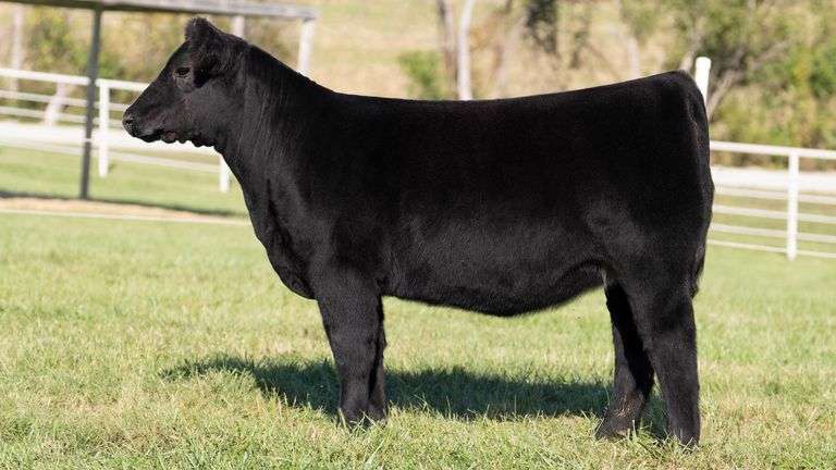 NORRIS GORETSKA TAG 501 ANGUS HEIFER