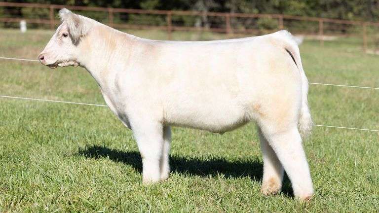 KITCHELL TAG 5 STEER