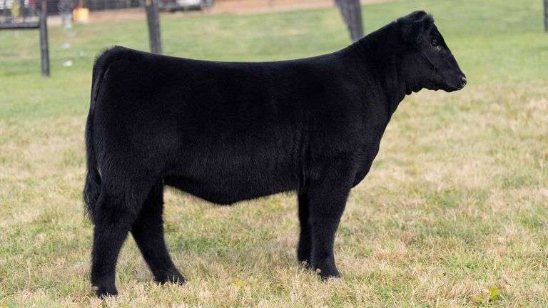 GEFFERT TAG 41 HEIFER