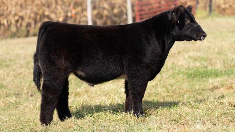 ARMSTRONG/BISINGER TAG 205 STEER