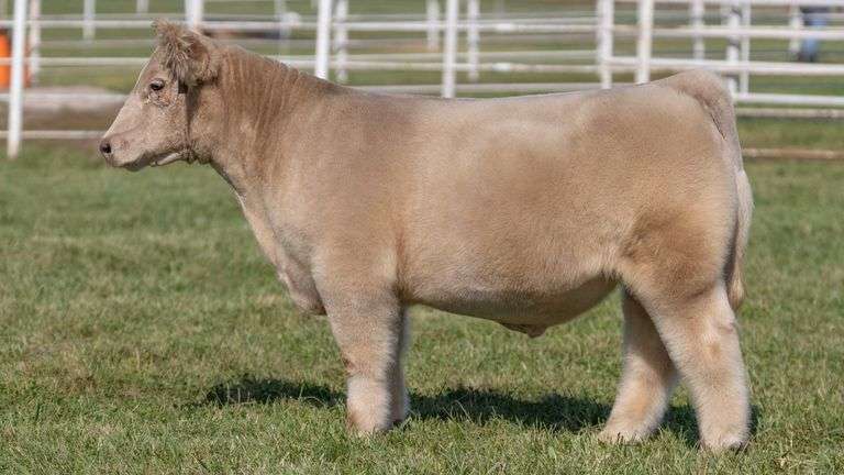 GORETSKA TAG 50 STEER