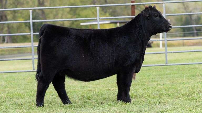 ENGLAND TAG 22 HEIFER