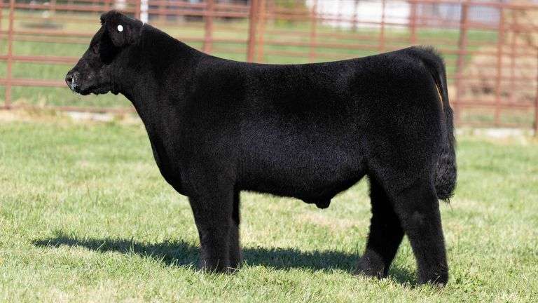 FERGUSON TAG 168 STEER