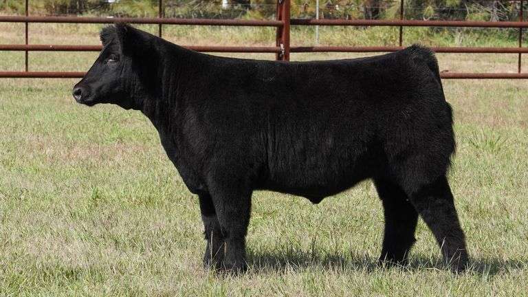 CORNELIUS TAG 10 STEER