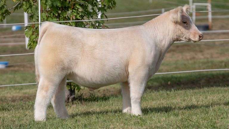 GORETSKA TAG 29 STEER