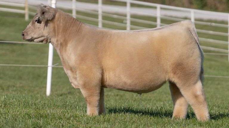 GORETSKA TAG 8 STEER