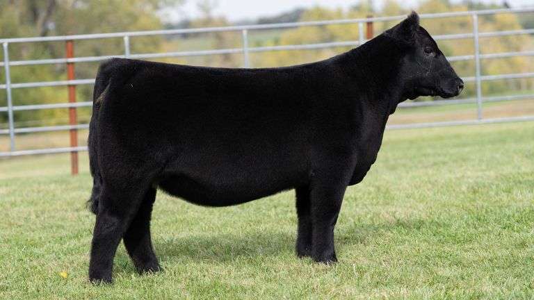 ENGLAND TAG 27 HEIFER