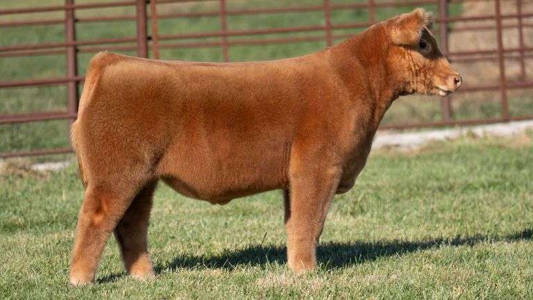 FERGUSON TAG 131 STEER