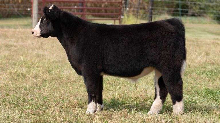 ARMSTRONG/BISINGER TAG 216 STEER