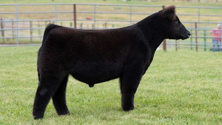 ENGLAND TAG 11 STEER