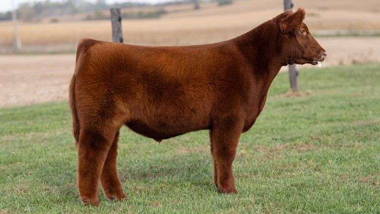 WILSON TAG 35 STEER