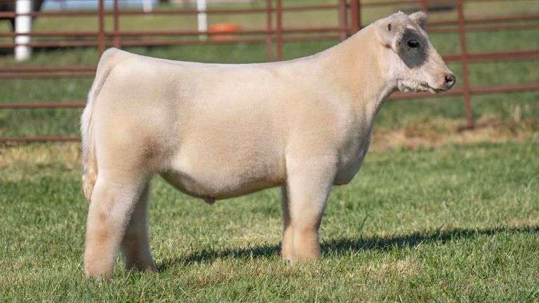 FERGUSON TAG 125 STEER