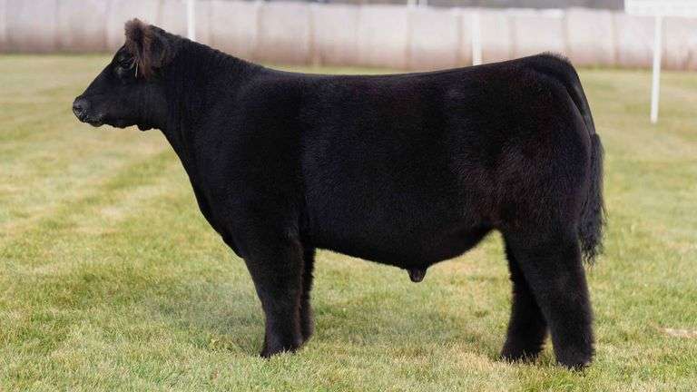 LORENTZ TAG 33 STEER