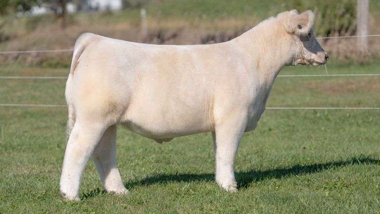 3R TAG 521 STEER