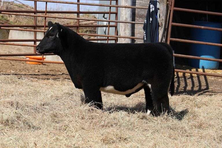 MIDCONTINENT TAG 57 STEER