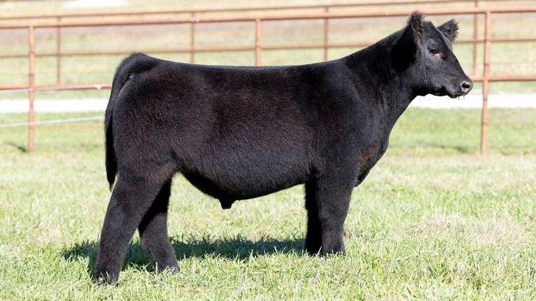 KITCHELL TAG 3 STEER