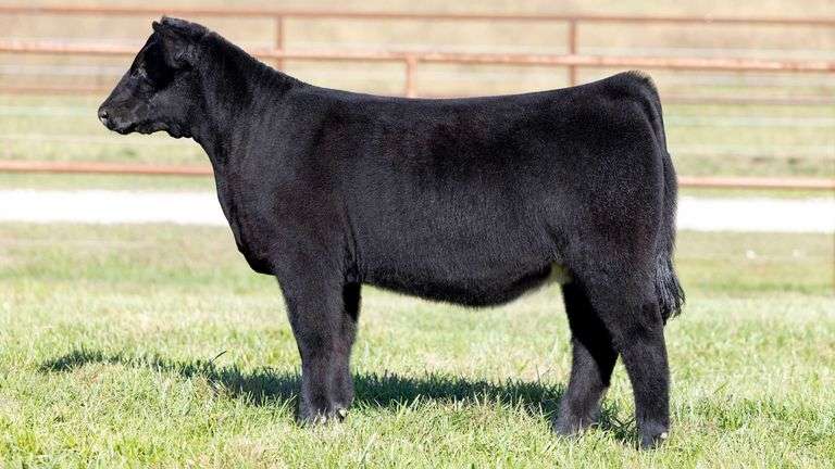 KITCHELL TAG 15 HEIFER