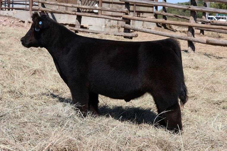 MIDCONTINENT TAG 37 STEER