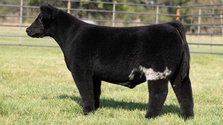 WISS TAG 529 STEER