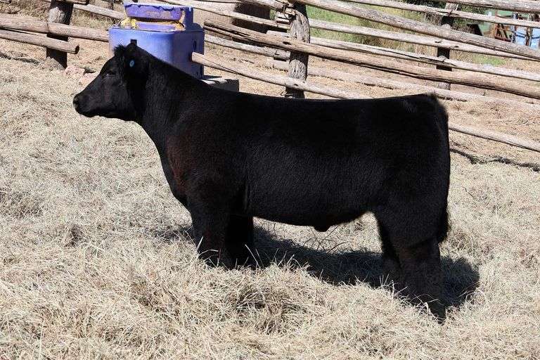 MIDCONTINENT TAG 50 STEER