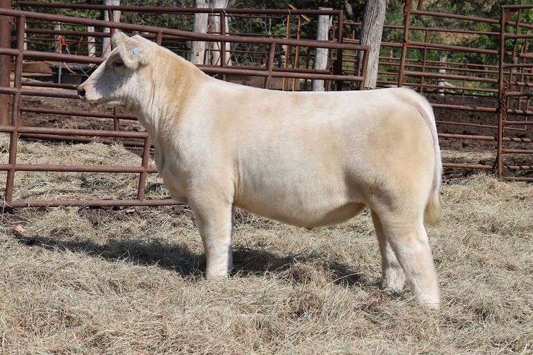 MIDCONTINENT TAG 39 STEER