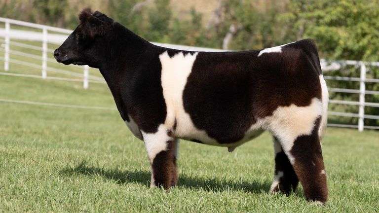 GORETSKA TAG 56 STEER