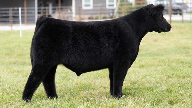 WISS TAG 503 STEER