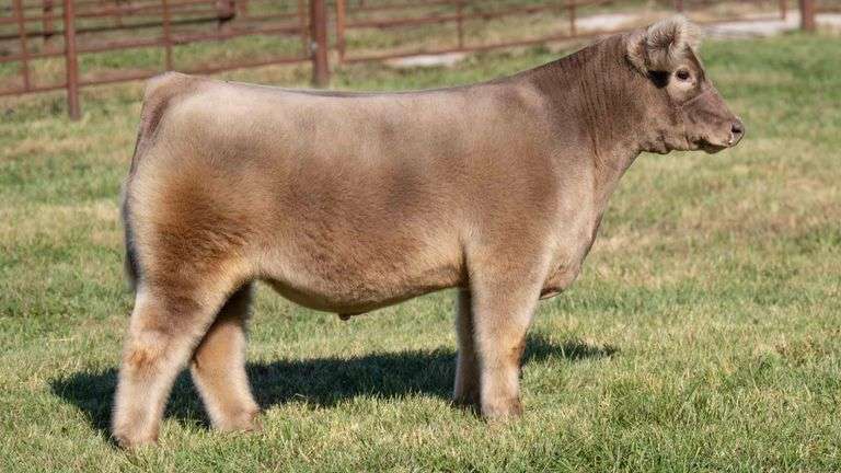 FERGUSON TAG 129 STEER