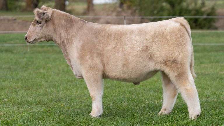 3R TAG 528 STEER