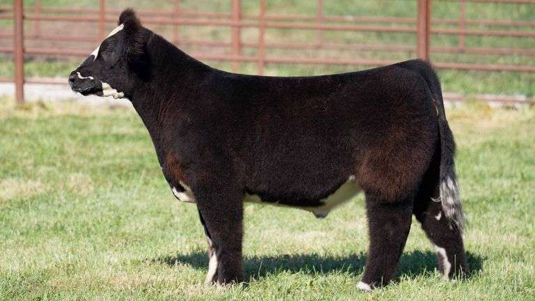 FERGUSON TAG 161 STEER