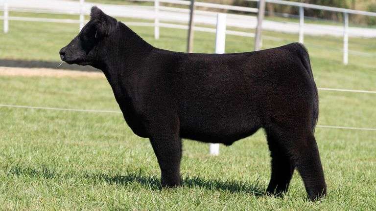 GORETSKA TAG 60 STEER
