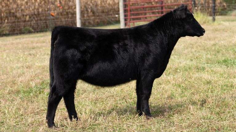 ARMSTRONG/BISINGER TAG 222 HEIFER