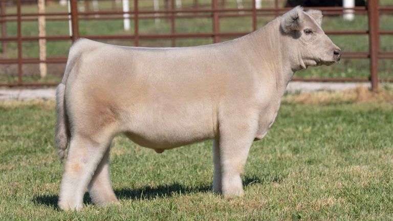 FERGUSON TAG 112 STEER