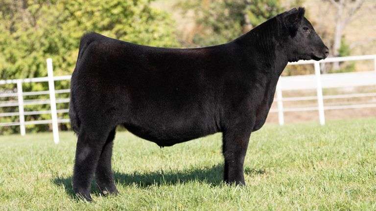 NORRIS GORETSKA TAG 508 ANGUS STEER