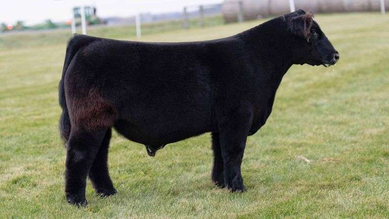 LORENTZ TAG 38 STEER
